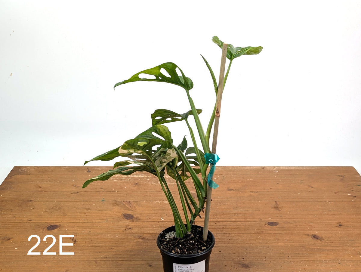 Monstera Adansonii Tricolor Aurea Variegated - Exact Plant #22E
