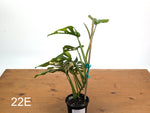 Monstera Adansonii Tricolor Aurea Variegated - Exact Plant #22E
