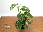Monstera Adansonii Tricolor Aurea Variegated - Exact Plant #22E