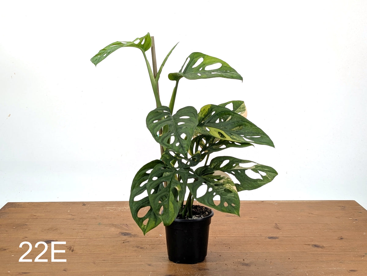 Monstera Adansonii Tricolor Aurea Variegated - Exact Plant #22E