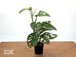 Monstera Adansonii Tricolor Aurea Variegated - Exact Plant #22E