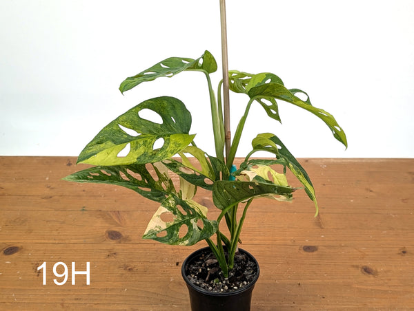 Monstera Adansonii Tricolor Aurea Variegated - Exact Plant #19H