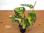 Monstera Adansonii Tricolor Aurea Variegated - Exact Plant #19H