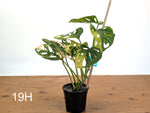 Monstera Adansonii Tricolor Aurea Variegated - Exact Plant #19H