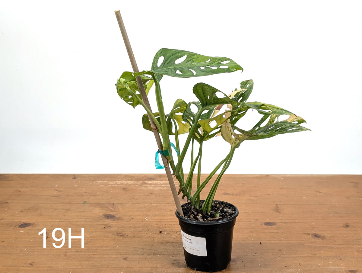 Monstera Adansonii Tricolor Aurea Variegated - Exact Plant #19H
