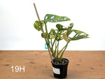 Monstera Adansonii Tricolor Aurea Variegated - Exact Plant #19H