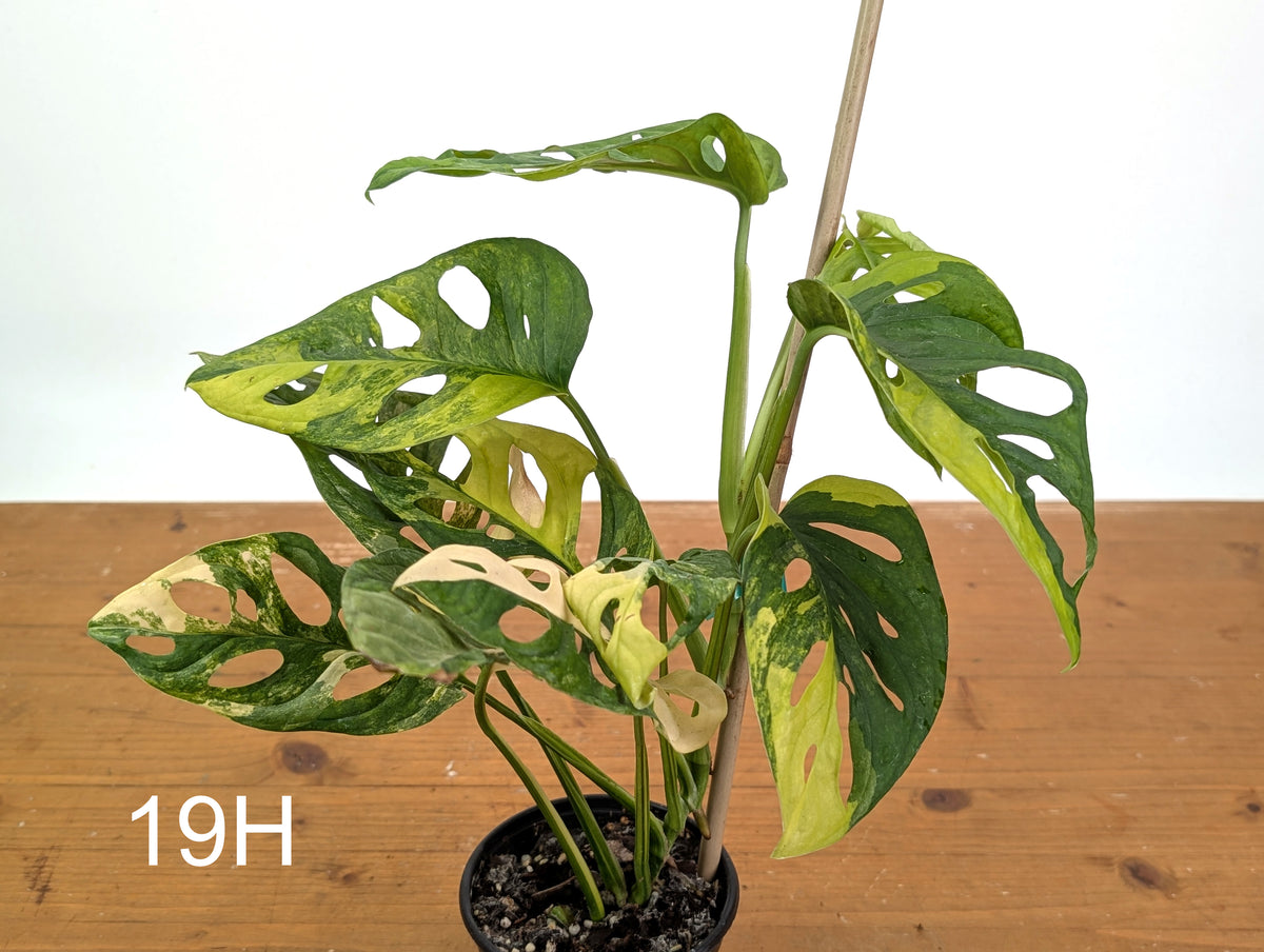 Monstera Adansonii Tricolor Aurea Variegated - Exact Plant #19H
