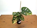 Monstera Adansonii Tricolor Aurea Variegated - Exact Plant #22H