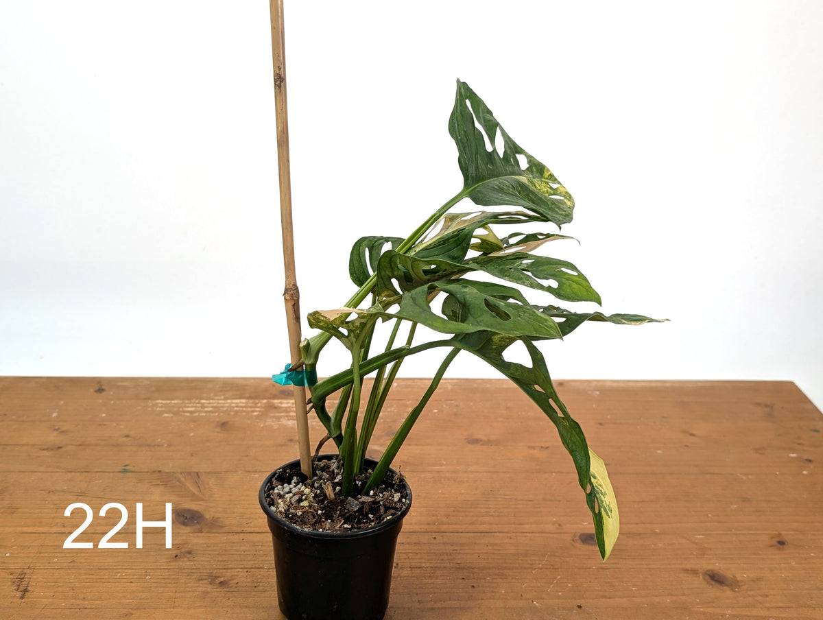 Monstera Adansonii Tricolor Aurea Variegated - Exact Plant #22H