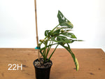 Monstera Adansonii Tricolor Aurea Variegated - Exact Plant #22H