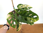 Monstera Adansonii Tricolor Aurea Variegated - Exact Plant #22H