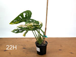 Monstera Adansonii Tricolor Aurea Variegated - Exact Plant #22H