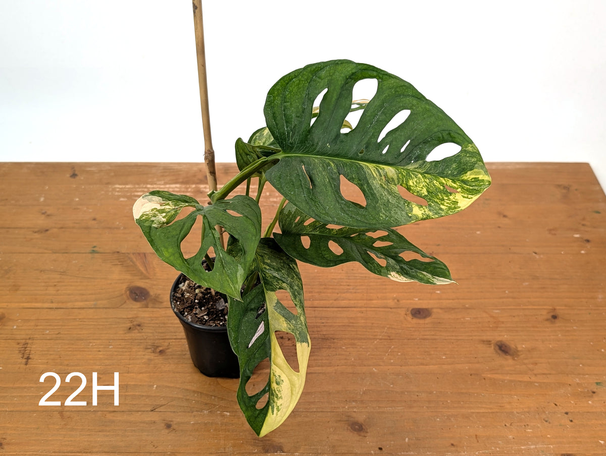 Monstera Adansonii Tricolor Aurea Variegated - Exact Plant #22H