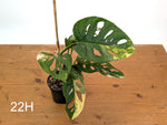 Monstera Adansonii Tricolor Aurea Variegated - Exact Plant #22H