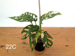 Monstera Adansonii Tricolor Aurea Variegated - Exact Plant #22C