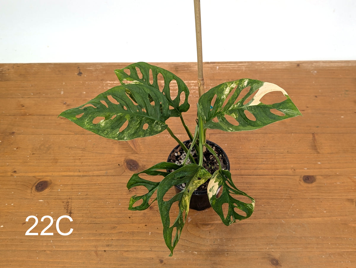 Monstera Adansonii Tricolor Aurea Variegated - Exact Plant #22C