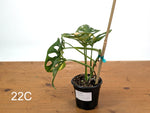 Monstera Adansonii Tricolor Aurea Variegated - Exact Plant #22C