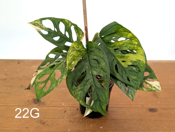 Monstera Adansonii Tricolor Aurea Variegated - Exact Plant #22G