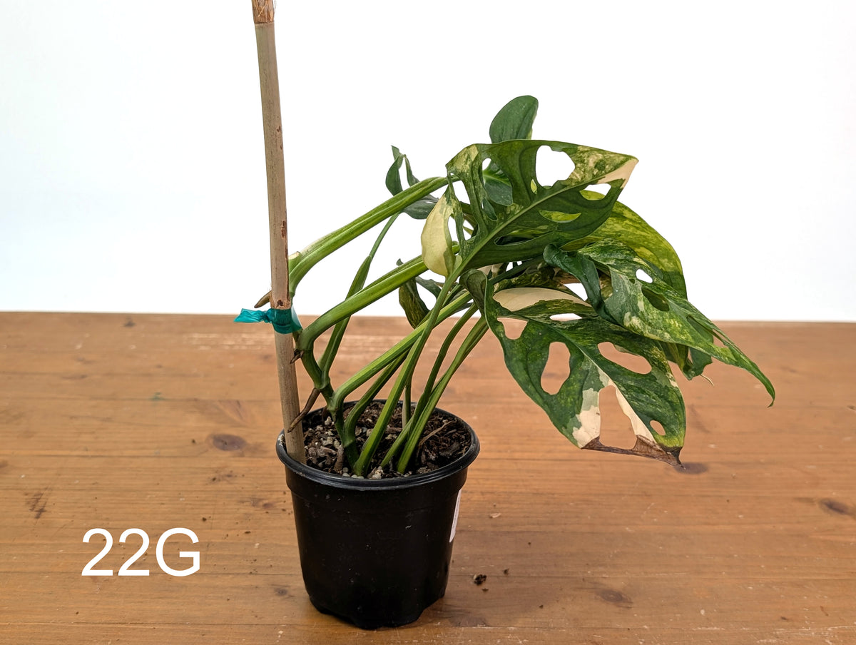 Monstera Adansonii Tricolor Aurea Variegated - Exact Plant #22G