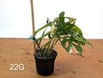 Monstera Adansonii Tricolor Aurea Variegated - Exact Plant #22G