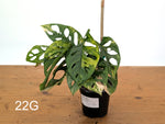 Monstera Adansonii Tricolor Aurea Variegated - Exact Plant #22G