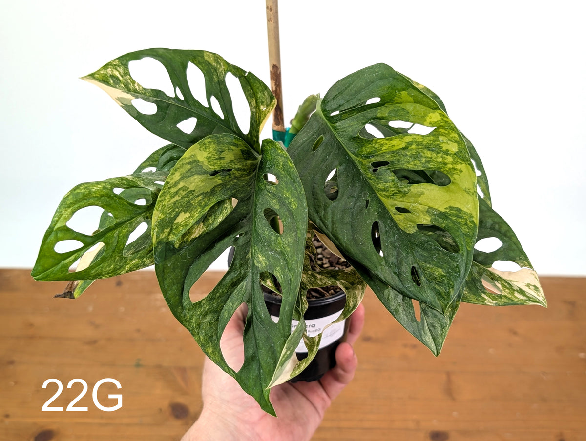 Monstera Adansonii Tricolor Aurea Variegated - Exact Plant #22G