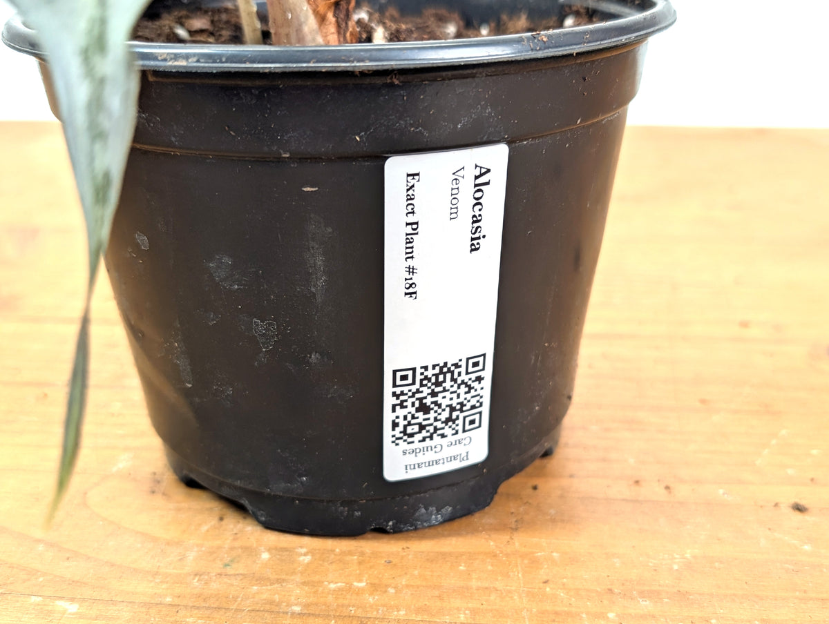 Alocasia Venom - Exact Plant in 6" Pot - #18F (Mother Plant)