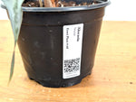Alocasia Venom - Exact Plant in 6" Pot - #18F (Mother Plant)
