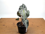 Alocasia Venom - Exact Plant in 6" Pot - #18F (Mother Plant)