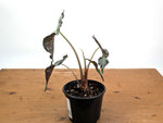 Alocasia Venom - Exact Plant in 6" Pot - #18F (Mother Plant)