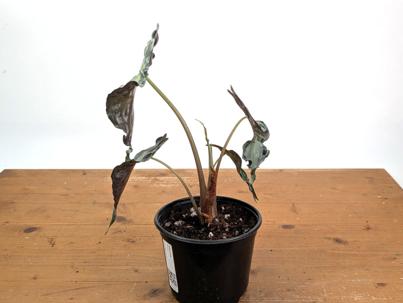 Alocasia Venom - Exact Plant in 6" Pot - #18F (Mother Plant)