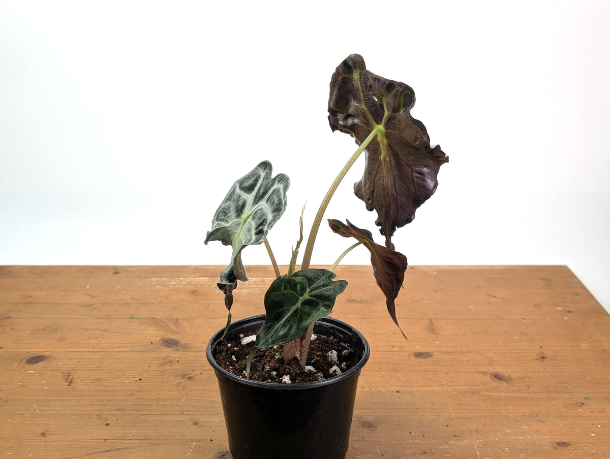 Alocasia Venom - Exact Plant in 6" Pot - #18F (Mother Plant)