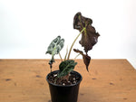 Alocasia Venom - Exact Plant in 6" Pot - #18F (Mother Plant)