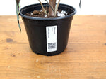 Alocasia Venom - Exact Plant in 6" Pot - #16H (Mother Plant)