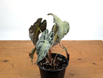 Alocasia Venom - Exact Plant in 6" Pot - #16H (Mother Plant)