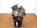 Alocasia Venom - Exact Plant in 6" Pot - #16H (Mother Plant)