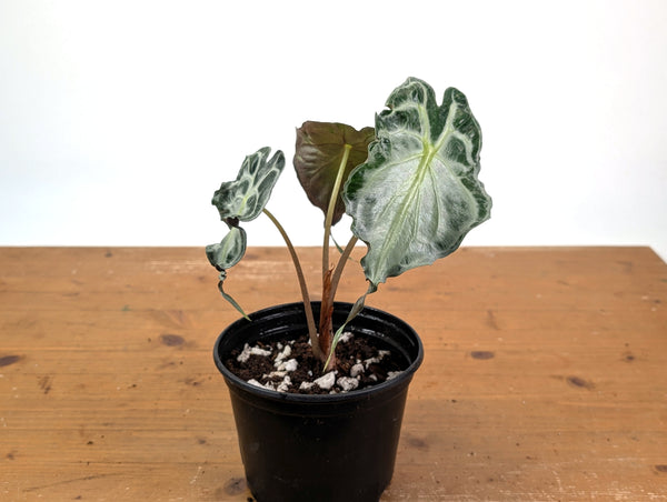 Alocasia Venom - Exact Plant in 6" Pot - #16I (Mother Plant)