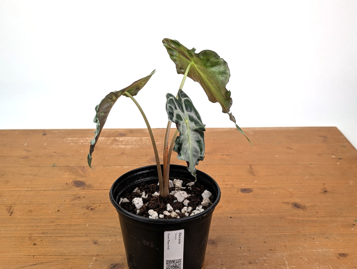 Alocasia Venom - Exact Plant in 6" Pot - #16I (Mother Plant)