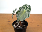 Alocasia Venom - Exact Plant in 6" Pot - #16I (Mother Plant)