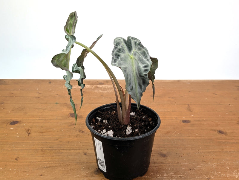 Alocasia Venom - Exact Plant in 6" Pot - #16J (Mother Plant)