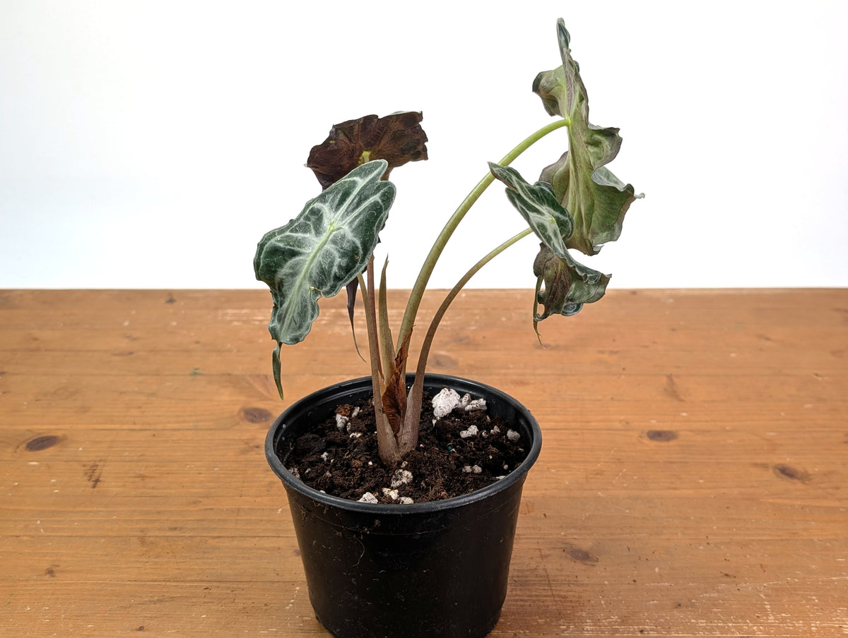 Alocasia Venom - Exact Plant in 6" Pot - #16J (Mother Plant)