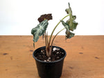 Alocasia Venom - Exact Plant in 6" Pot - #16J (Mother Plant)