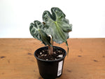 Alocasia Venom - Exact Plant in 6" Pot - #16J (Mother Plant)