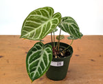 Anthurium Silver Blush Mint Variegated