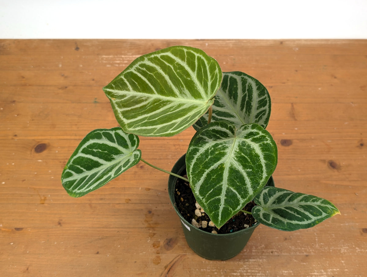 Anthurium Silver Blush Mint Variegated