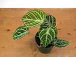 Anthurium Silver Blush Mint Variegated