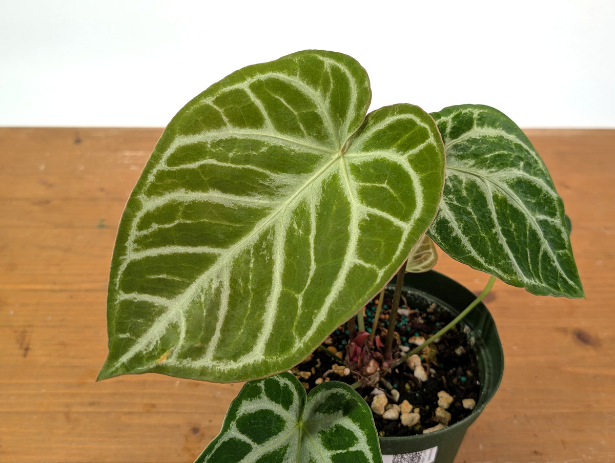 Anthurium Silver Blush Mint Variegated