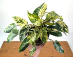 Philodendron Emerald King