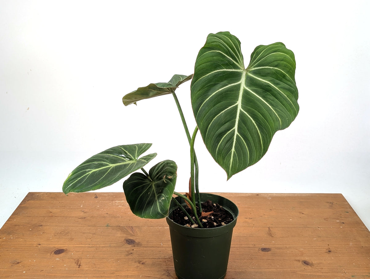 Philodendron Gloriosum 'Zebra'