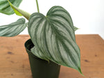 Philodendron Pastazanum x Plowmanii